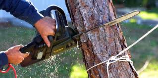 Best Stump Grinding and Removal  in French Mp, CA