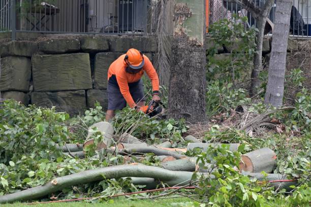 Best Tree Maintenance Programs  in French Mp, CA